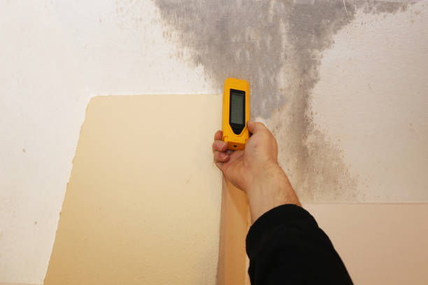 Trusted Gibbon, NE Mold Removal Experts