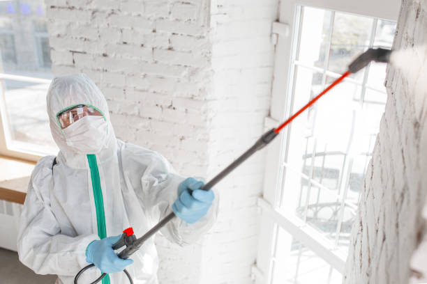 Best Mold Damage Restoration  in Gibbon, NE