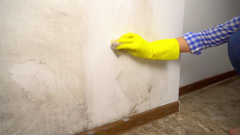  Gibbon, NE Mold Removal Pros