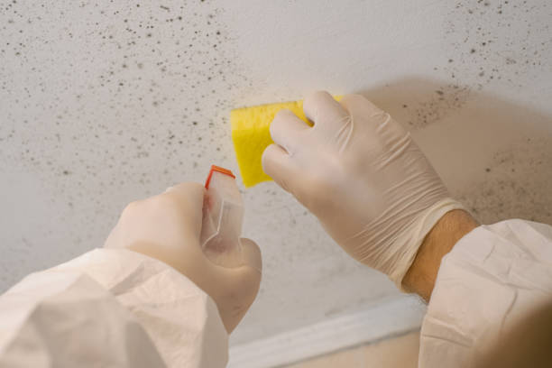 Best Real Estate Mold Inspection  in Gibbon, NE