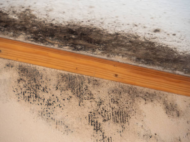 Best Mold Odor Removal Services  in Gibbon, NE