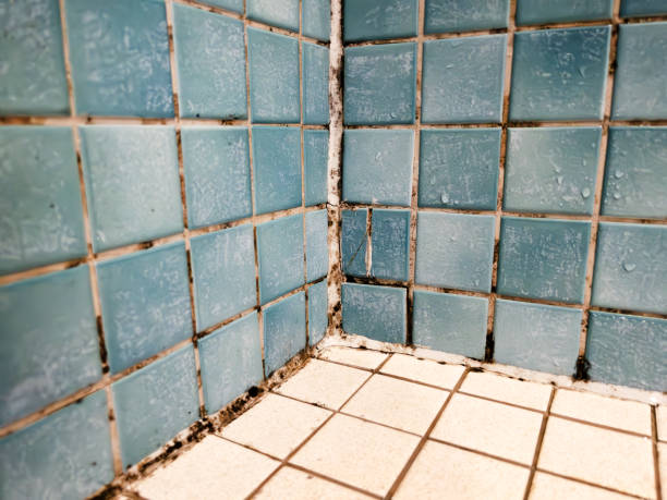 Best Mold Removal for HVAC Installations  in Gibbon, NE