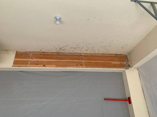 Best Mold Remediation for Rental Properties  in Gibbon, NE