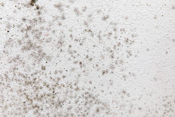 Best Biohazard Mold Removal  in Gibbon, NE